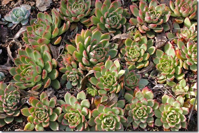 Echeveria-gilva