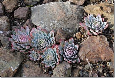 Echeveria-'Violet-Queen'