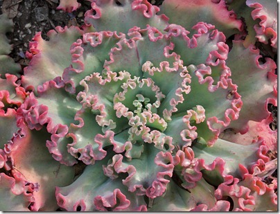 Echeveria-'Lace'_01