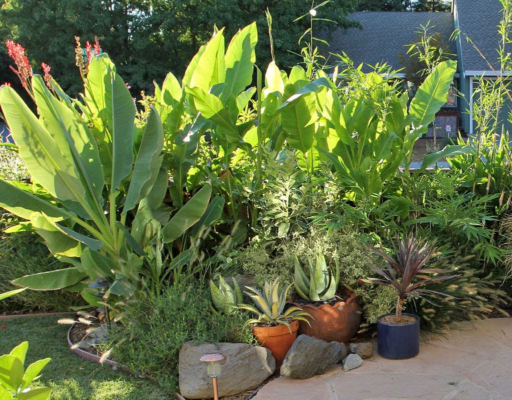 [100918_cannas2.jpg]