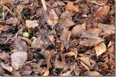 110213_tropical_bed_leaves