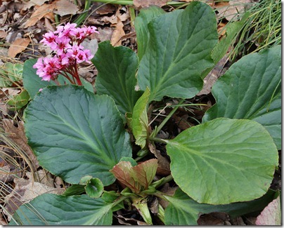 110219_Bergenia-crassifolia_03