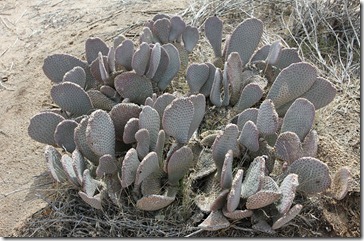 110221_joshua_tree_np_beavertail_pricklypear 110221_joshua_tree_np_beavertail_pricklypear