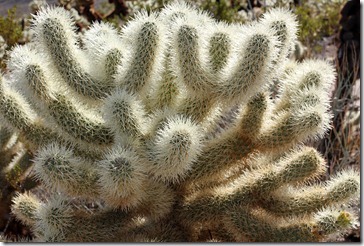 110221_joshua_tree_np_cholla_garden3 110221_joshua_tree_np_cholla_garden3