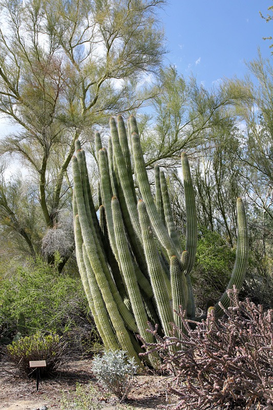 [110223_living_desert_organ_pipe[14].jpg]