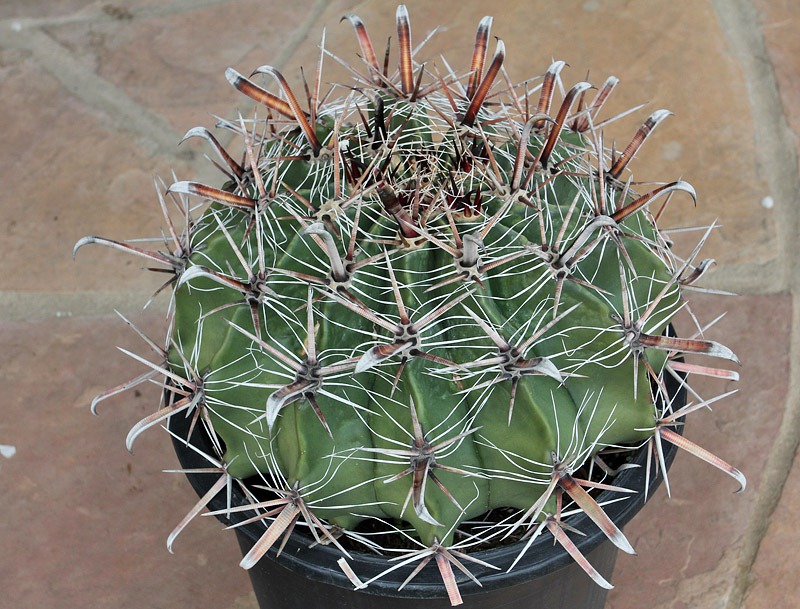 [110227_ferocactus_latispinus2[2].jpg]