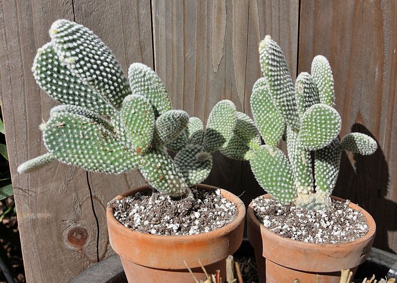 [110227_opuntia_microdasys_albata_pot.jpg]