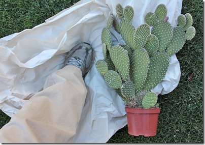 110227_opuntia_microdasys_before 110227_opuntia_microdasys_before