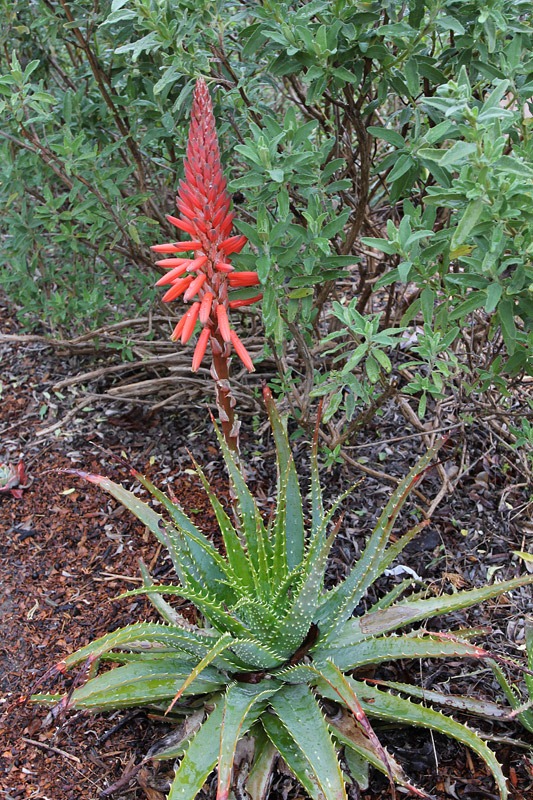 [Aloe-x-spinosissima_08[3].jpg]