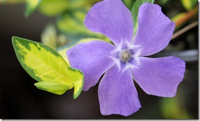 110301_vinca_minor_illumination 110301_vinca_minor_illumination