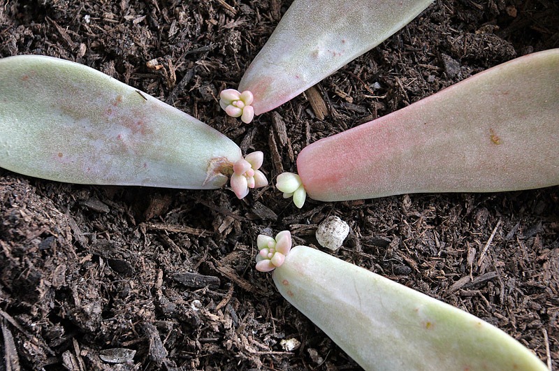 [110326_Graptopetalum-paraguayense_01a[6].jpg]