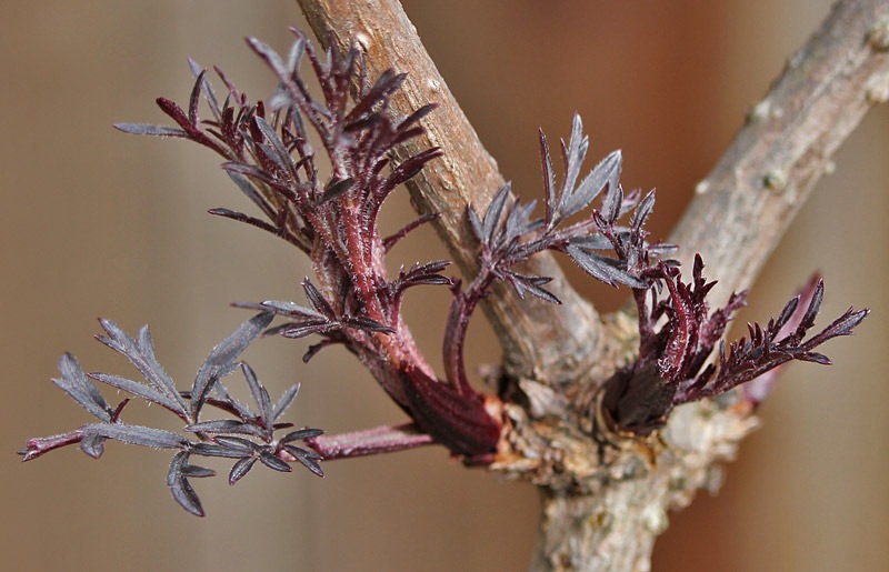 [110323_Sambucus-nigra-'Black-Lace'_02[2].jpg]