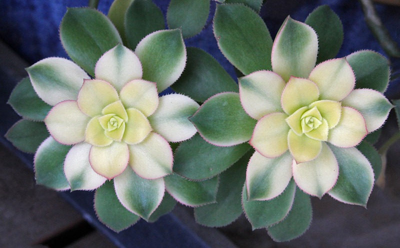 [110323_Aeonium-kiwi_02[2].jpg]