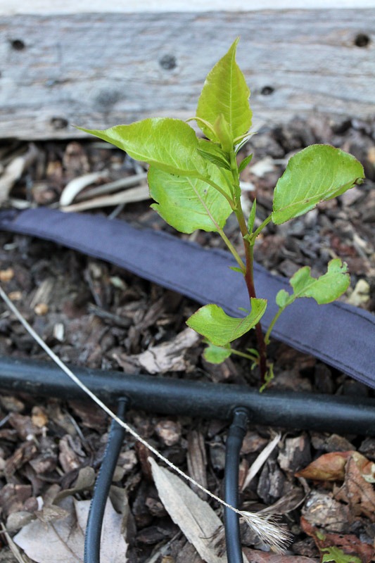 [110331_Aristocrat_pear_suckers_042.jpg]