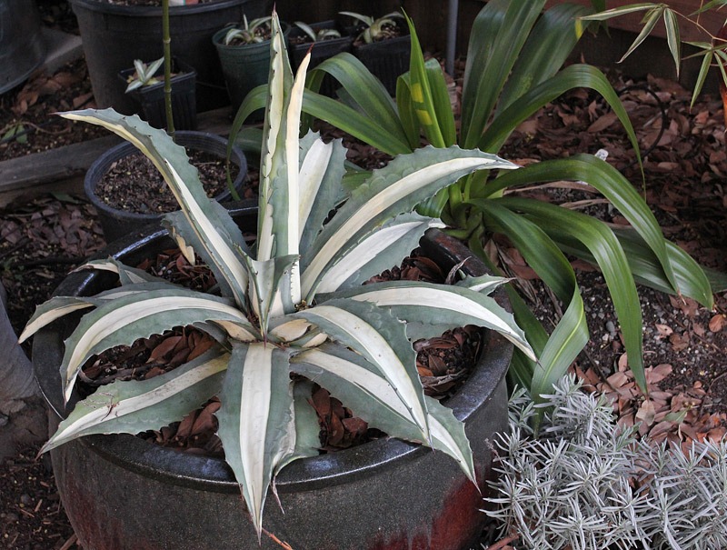 [110327_Agave-americana-Mediopicta-Alba_01[2].jpg]