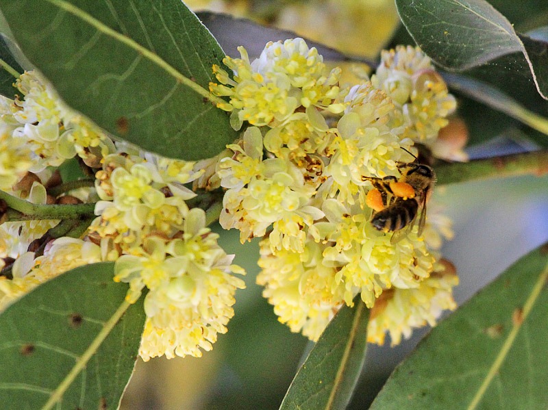 [110331_Laurus-nobilis_26[2].jpg]