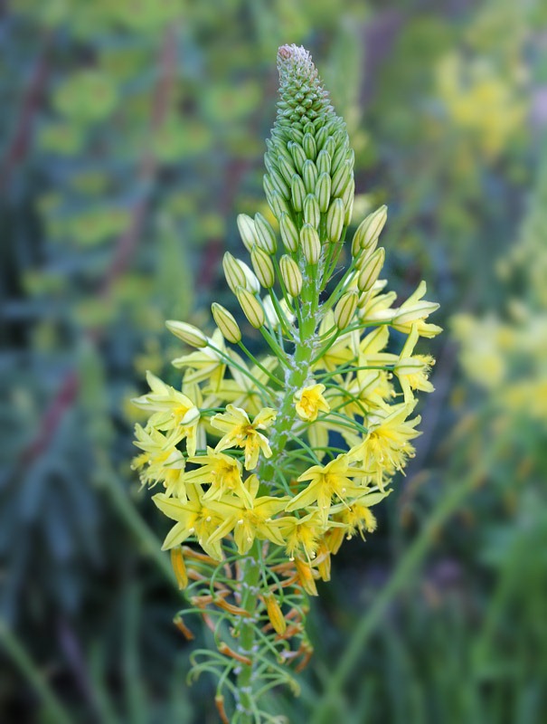 [110331_Bulbine_frutescens_10[2].jpg]