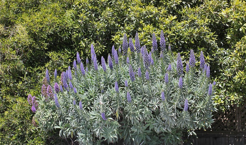 [110410_echium_candicans2[2].jpg]