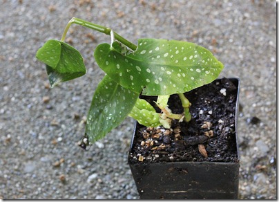 110428_angel_wing_begonia 110428_angel_wing_begonia
