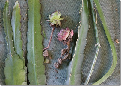 110428_succulents 110428_succulents