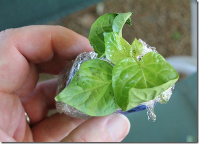 110428_bhut_jolokia 110428_bhut_jolokia