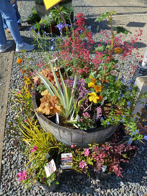 [110430_UCD_Arboretum_plant_sale_10[2].jpg]