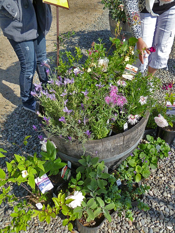 [110430_UCD_Arboretum_plant_sale_11[2].jpg]
