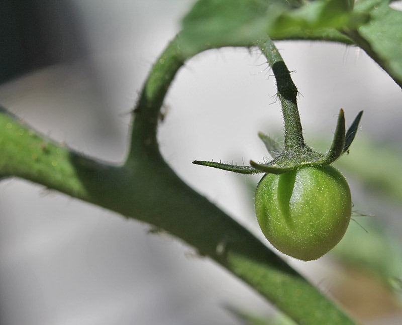 [110503_sungold_tomato[2].jpg]