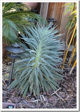 110404_Echium-wildpretii