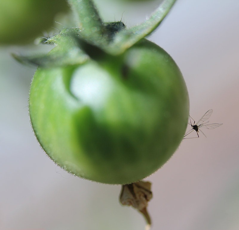 [110510_tomato_with_insect[2].jpg]