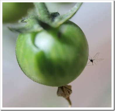 110510_tomato_with_insect