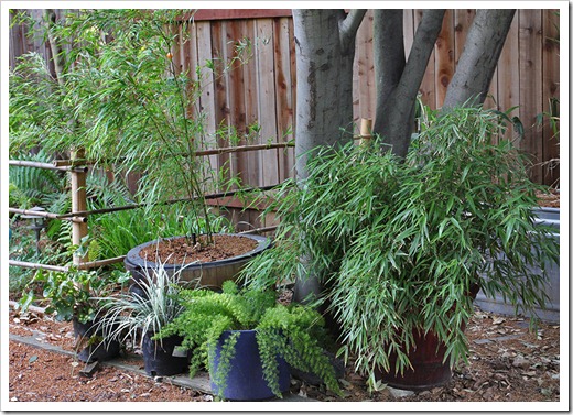 110514_backyard5 110514_backyard5