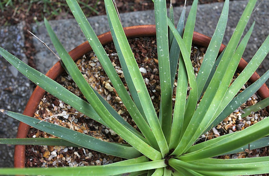 [110519_hail_damage_agave_dasylirioides_102[2].jpg]