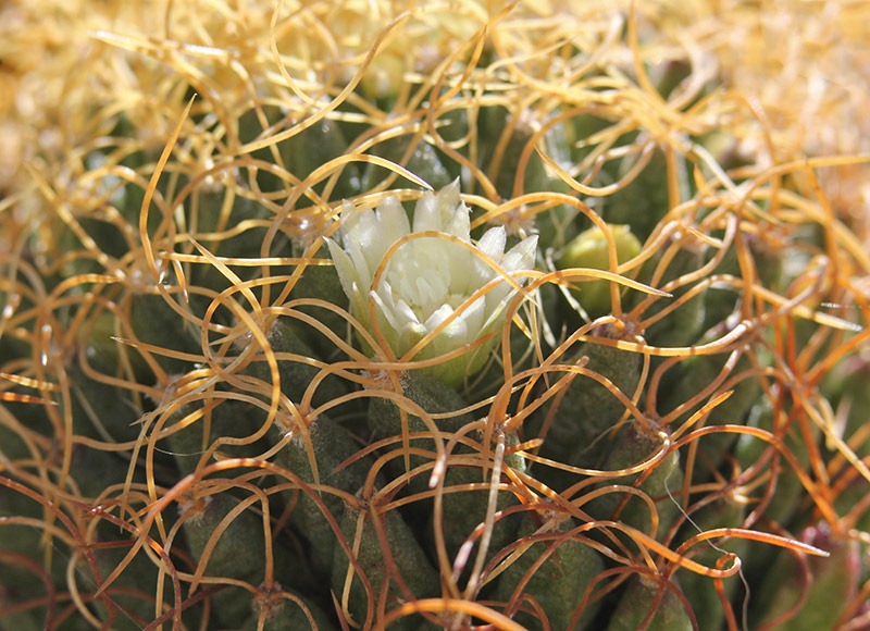 [110509_Mammillaria-camptotricha-marnier-lapostollei_01.jpg]