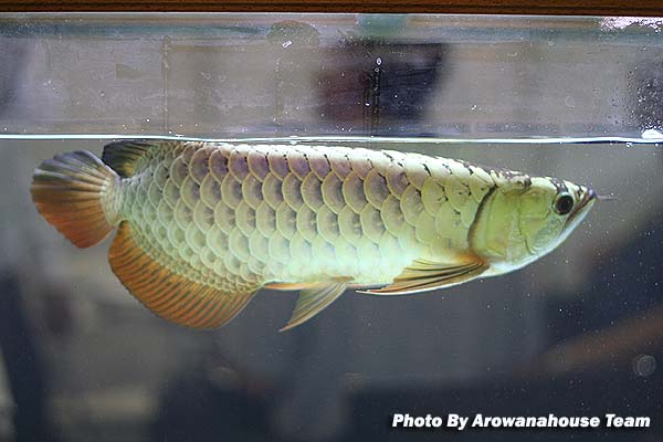 รูปภาพ ปลามังกร อโรวานา ใครขอบปลาสวยงาม ชนิดนี้มั่งเอ่ย