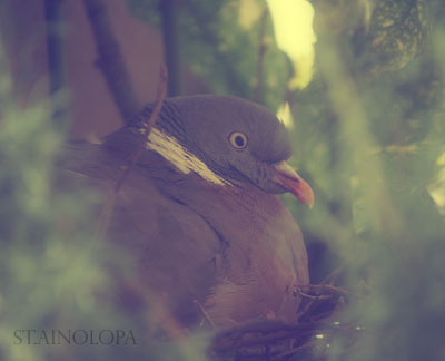 pigeon1