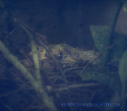Baby Pigeon