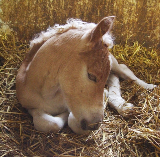 fran�ois amoretti. AMORETTI SONNET 30 - Page 6