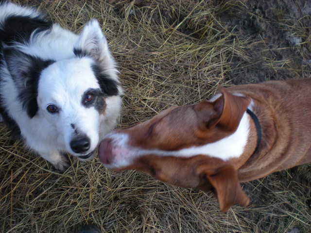 [roscoe and daisy 006[2].jpg]
