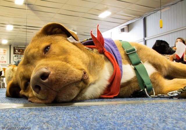 [Pawsfest-3678[2].jpg]