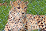 Fota, an island animal preserve in Southern Ireland