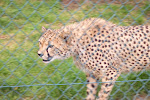 Fota, an island animal preserve in Southern Ireland