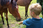 Horses near the Kilkenny Stone Circle