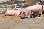 Piglets