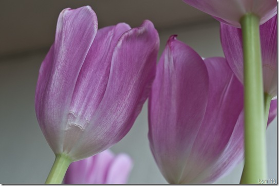 tulips-2