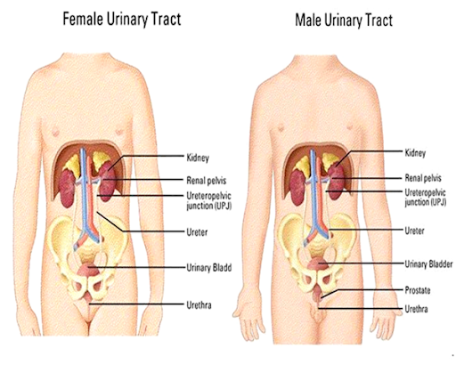 histology