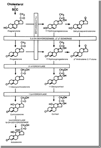 cortisol