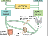 Homeostasis Diagram Homeostasis Diagram