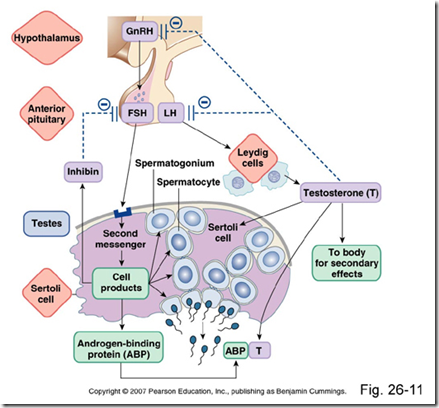 High testosterone levels in males