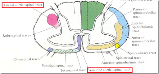 Spinal Cord Tracts Chart